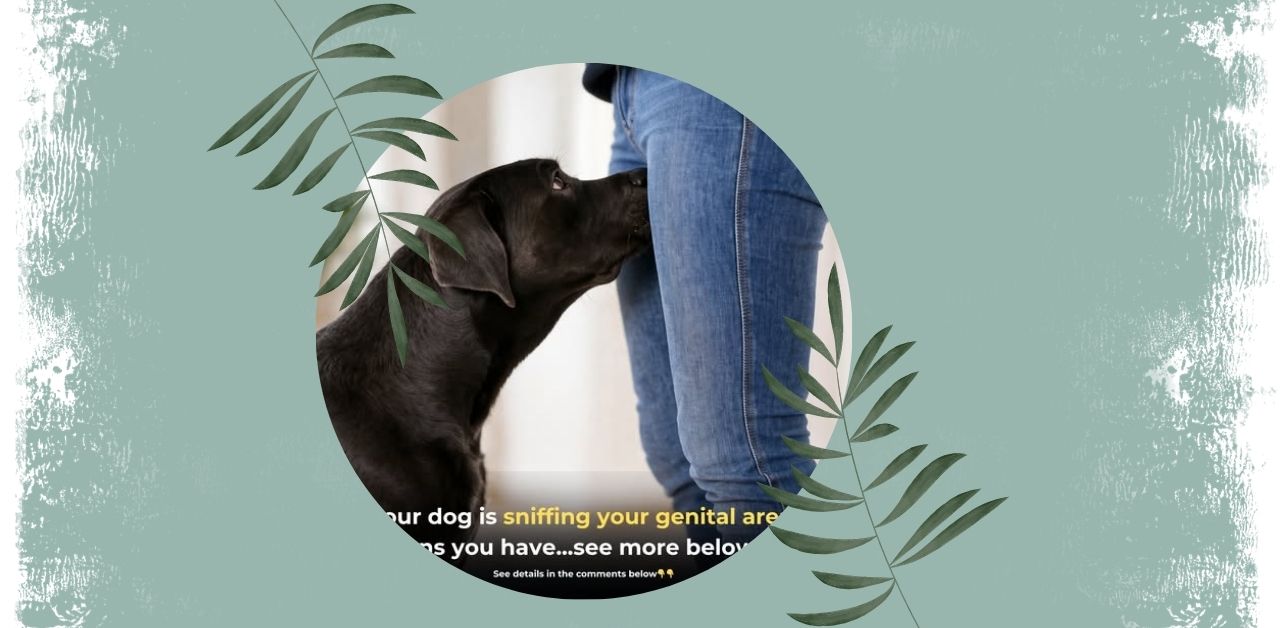 Why Dogs Sniff the Genital Area and What They Mean