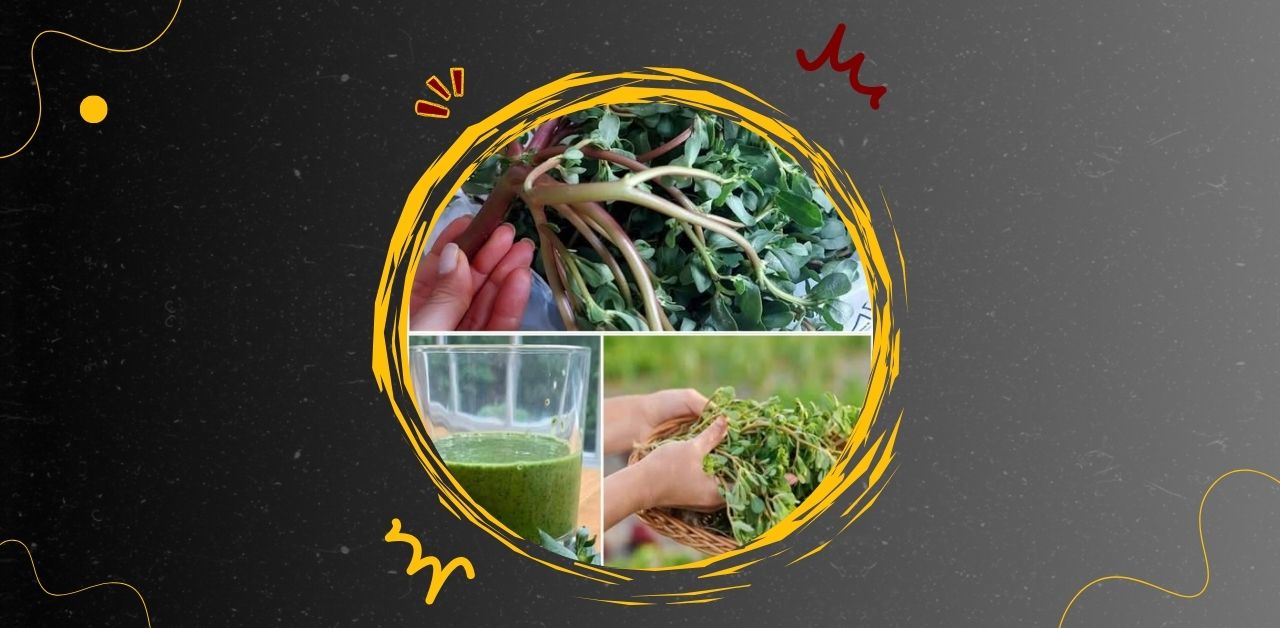 The Hidden Power of Purslane Nature’s Overlooked Superfood